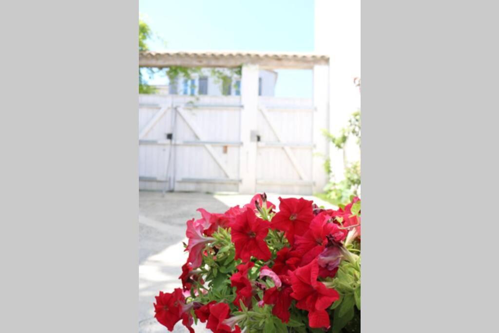 Apartament Beau T3 *** Pour 2 A 4 Pers Avec Patio Privatif La Couarde-sur-Mer Zewnętrze zdjęcie